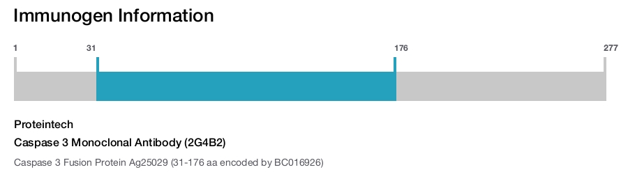 Caspase 3 Monoclonal Antibody (2G4B2)