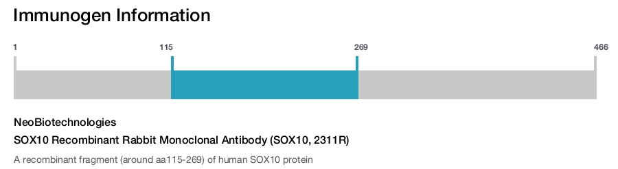 SOX10 Recombinant Rabbit Monoclonal Antibody (SOX10, 2311R)