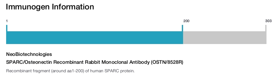 SPARC/Osteonectin Recombinant Rabbit Monoclonal Antibody (OSTN/8528R)