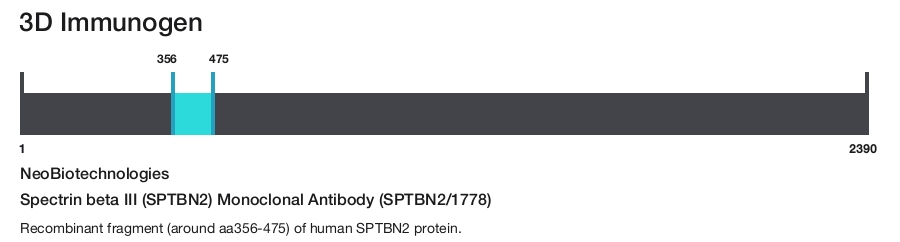 Spectrin beta III (SPTBN2) Monoclonal Antibody (SPTBN2/1778)