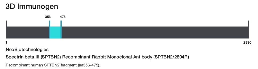 Spectrin beta III (SPTBN2) Recombinant Rabbit Monoclonal Antibody (SPTBN2/2894R)