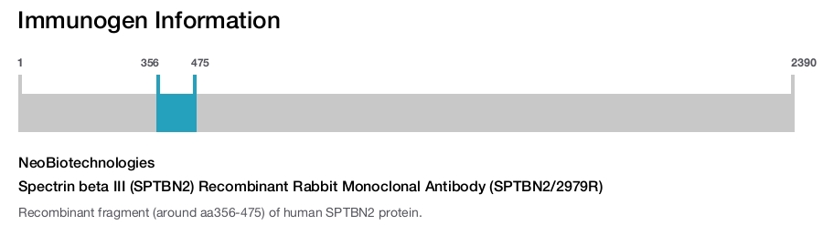 Spectrin beta III (SPTBN2) Recombinant Rabbit Monoclonal Antibody (SPTBN2/2979R)