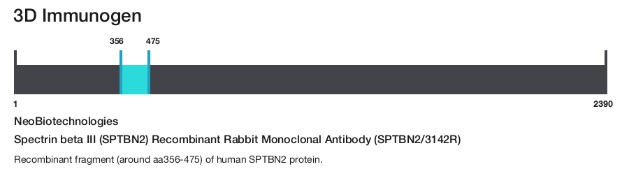 Spectrin beta III (SPTBN2) Recombinant Rabbit Monoclonal Antibody (SPTBN2/3142R)