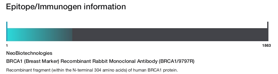 BRCA1 (Breast Marker) Recombinant Rabbit Monoclonal Antibody (BRCA1/9797R)