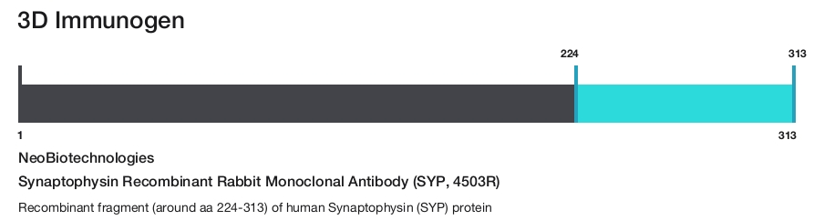Synaptophysin Recombinant Rabbit Monoclonal Antibody (SYP, 4503R)