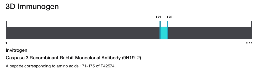 Caspase 3 Recombinant Rabbit Monoclonal Antibody (9H19L2)