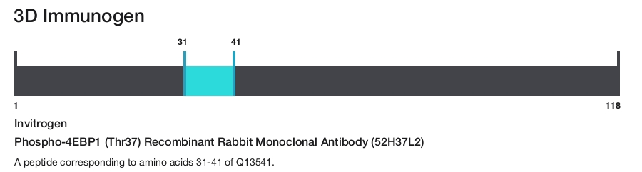 Phospho-4EBP1 (Thr37) Recombinant Rabbit Monoclonal Antibody (52H37L2)