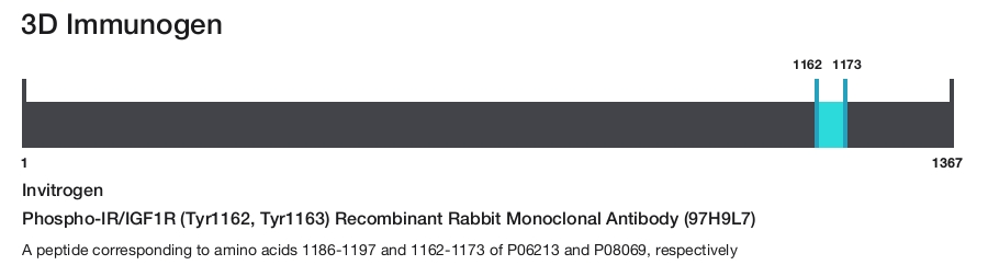 Phospho-IR/IGF1R (Tyr1162, Tyr1163) Recombinant Rabbit Monoclonal Antibody (97H9L7)