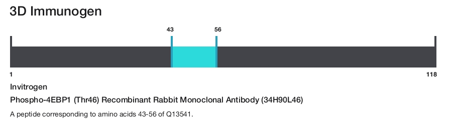 Phospho-4EBP1 (Thr46) Recombinant Rabbit Monoclonal Antibody (34H90L46)