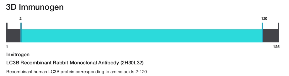 LC3B Recombinant Rabbit Monoclonal Antibody (2H30L32)