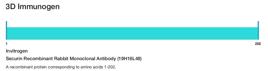 Securin Recombinant Rabbit Monoclonal Antibody (19H16L48)
