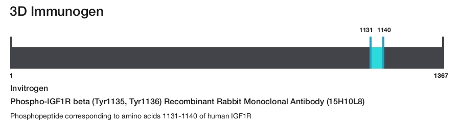 Phospho-IGF1R beta (Tyr1135, Tyr1136) Recombinant Rabbit Monoclonal Antibody (15H10L8)