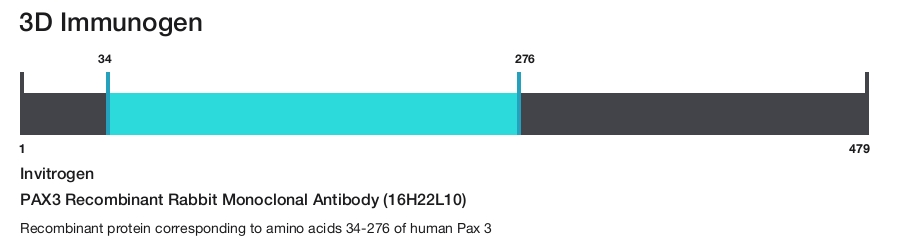 PAX3 Recombinant Rabbit Monoclonal Antibody (16H22L10)