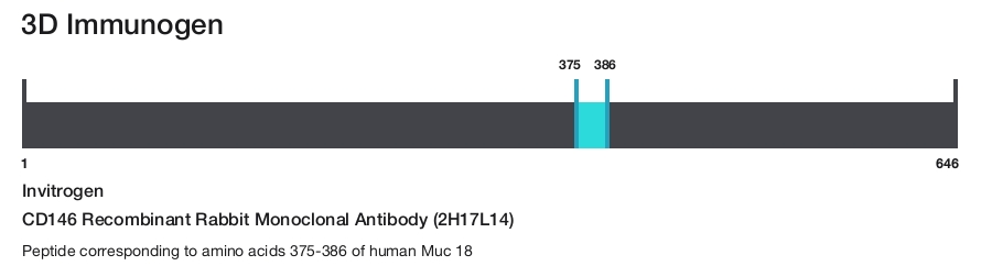 CD146 Recombinant Rabbit Monoclonal Antibody (2H17L14)