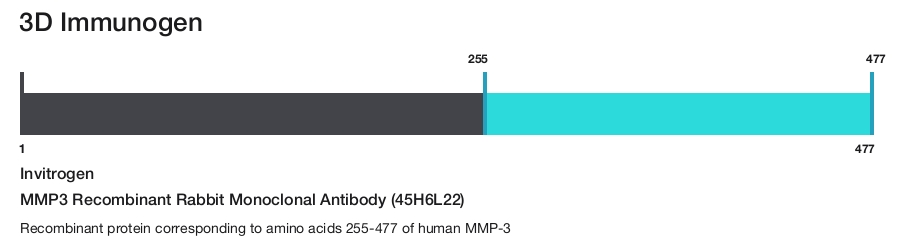 MMP3 Recombinant Rabbit Monoclonal Antibody (45H6L22)