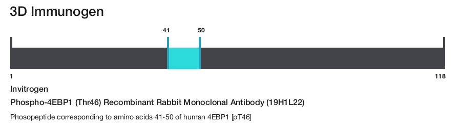 Phospho-4EBP1 (Thr46) Recombinant Rabbit Monoclonal Antibody (19H1L22)