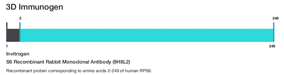 S6 Recombinant Rabbit Monoclonal Antibody (9H8L2)