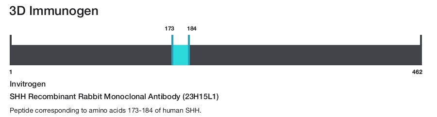 SHH Recombinant Rabbit Monoclonal Antibody (23H15L1)
