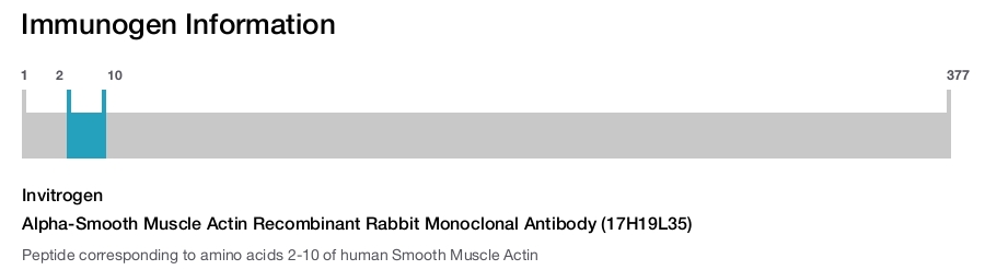 Alpha-Smooth Muscle Actin Recombinant Rabbit Monoclonal Antibody (17H19L35)