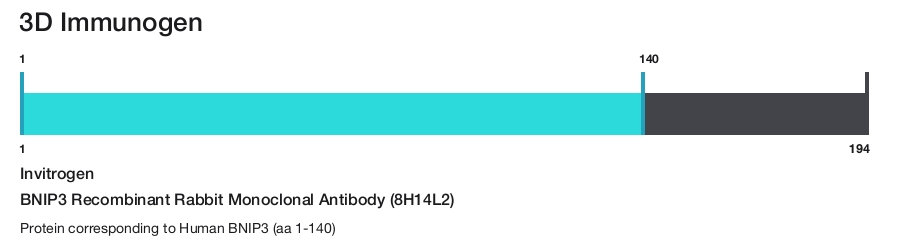 BNIP3 Recombinant Rabbit Monoclonal Antibody (8H14L2)
