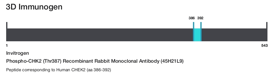 Phospho-CHK2 (Thr387) Recombinant Rabbit Monoclonal Antibody (45H21L9)