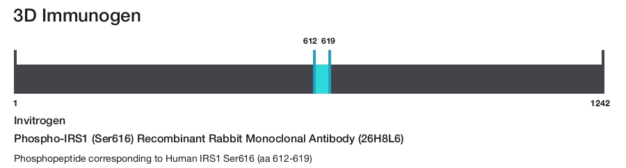 Phospho-IRS1 (Ser616) Recombinant Rabbit Monoclonal Antibody (26H8L6)