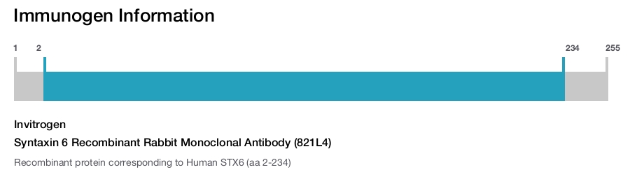 Syntaxin 6 Recombinant Rabbit Monoclonal Antibody (821L4)