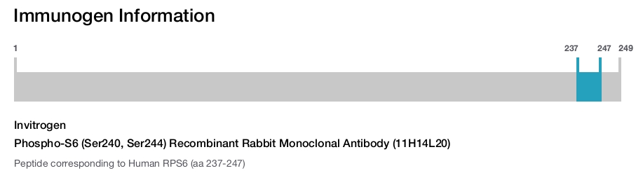 Phospho-S6 (Ser240, Ser244) Recombinant Rabbit Monoclonal Antibody (11H14L20)