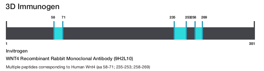 WNT4 Recombinant Rabbit Monoclonal Antibody (9H2L10)