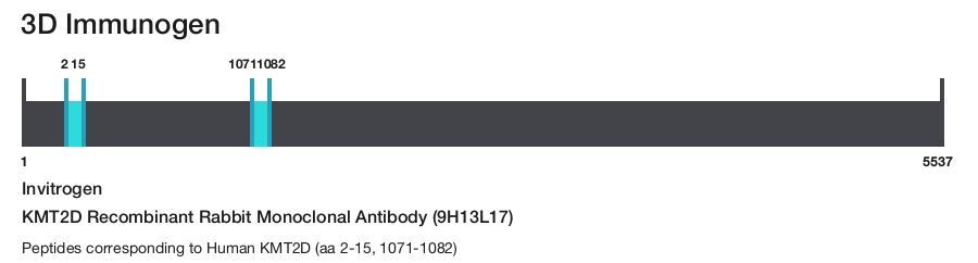 KMT2D Recombinant Rabbit Monoclonal Antibody (9H13L17)