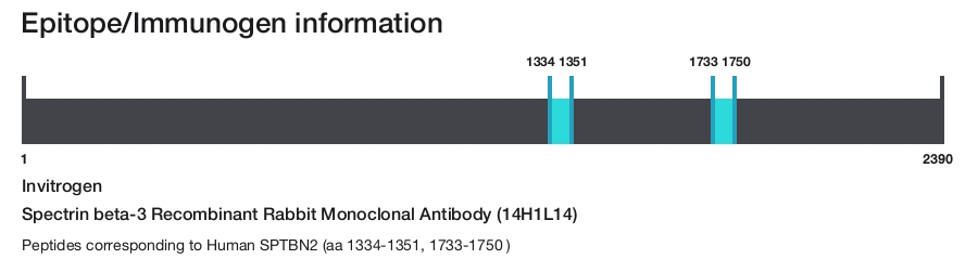 Spectrin beta-3 Recombinant Rabbit Monoclonal Antibody (14H1L14)