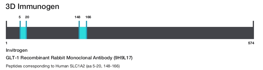 GLT-1 Recombinant Rabbit Monoclonal Antibody (9H9L17)