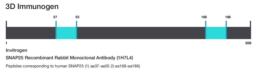 SNAP25 Recombinant Rabbit Monoclonal Antibody (1H7L4)