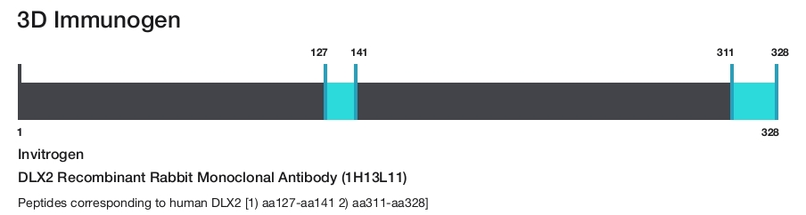 DLX2 Recombinant Rabbit Monoclonal Antibody (1H13L11)