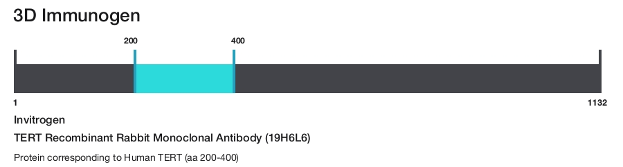 TERT Recombinant Rabbit Monoclonal Antibody (19H6L6)