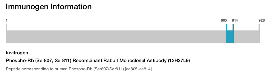 Phospho-Rb (Ser807, Ser811) Recombinant Rabbit Monoclonal Antibody (13H27L9)