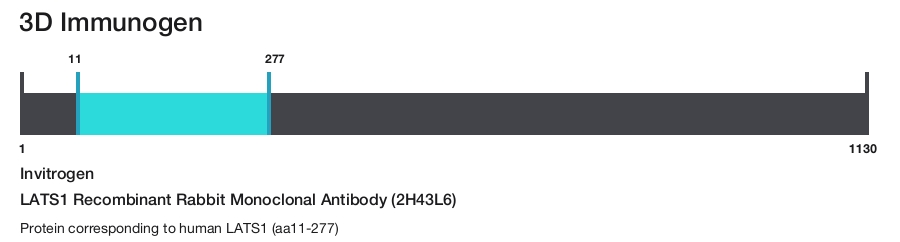 LATS1 Recombinant Rabbit Monoclonal Antibody (2H43L6)