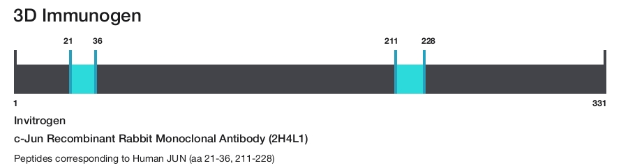 c-Jun Recombinant Rabbit Monoclonal Antibody (2H4L1)