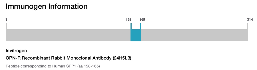OPN-R Recombinant Rabbit Monoclonal Antibody (24H5L3)