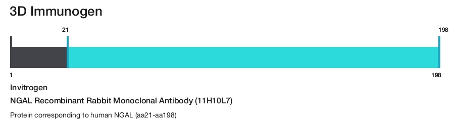 NGAL Recombinant Rabbit Monoclonal Antibody (11H10L7)