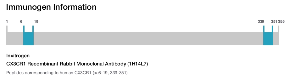 CX3CR1 Recombinant Rabbit Monoclonal Antibody (1H14L7)