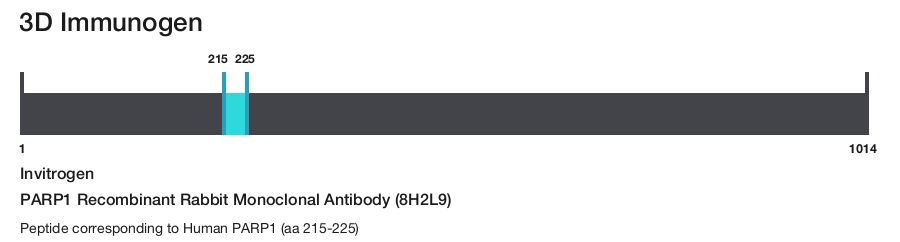 PARP1 Recombinant Rabbit Monoclonal Antibody (8H2L9)