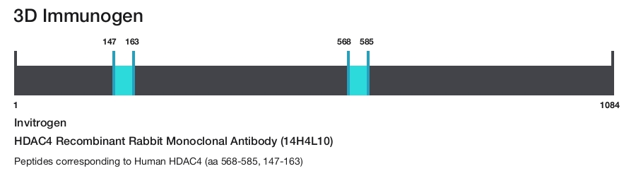 HDAC4 Recombinant Rabbit Monoclonal Antibody (14H4L10)