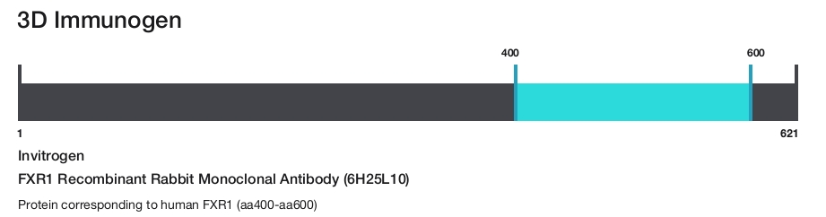FXR1 Recombinant Rabbit Monoclonal Antibody (6H25L10)