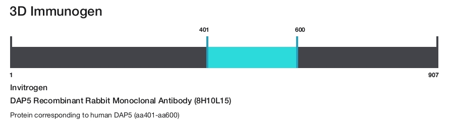 DAP5 Recombinant Rabbit Monoclonal Antibody (8H10L15)