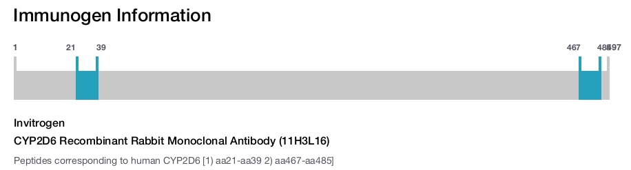 CYP2D6 Recombinant Rabbit Monoclonal Antibody (11H3L16)