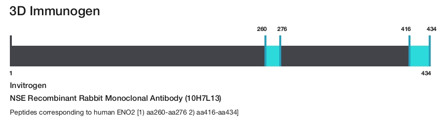 NSE Recombinant Rabbit Monoclonal Antibody (10H7L13)