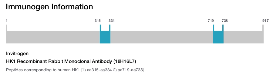HK1 Recombinant Rabbit Monoclonal Antibody (18H16L7)