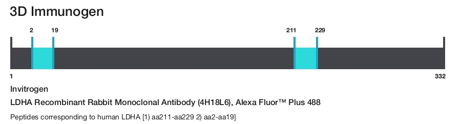 LDHA Recombinant Rabbit Monoclonal Antibody (4H18L6), Alexa Fluor&trade; Plus 488