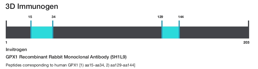 GPX1 Recombinant Rabbit Monoclonal Antibody (5H1L9)